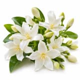 Water Jasmine