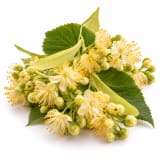 Linden Blossom