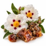 Cistus