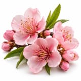 Peach Blossom