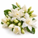 Indian Jasmine