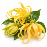 Ylang Ylang