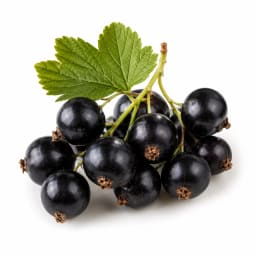 Black Currant