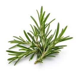 Rosemary