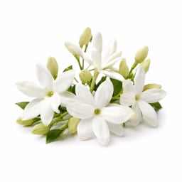 Moroccan Jasmine