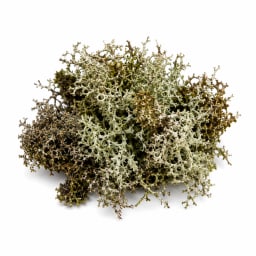Oakmoss
