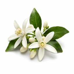 Orange Blossom