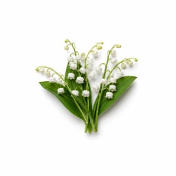Lily of the Valley