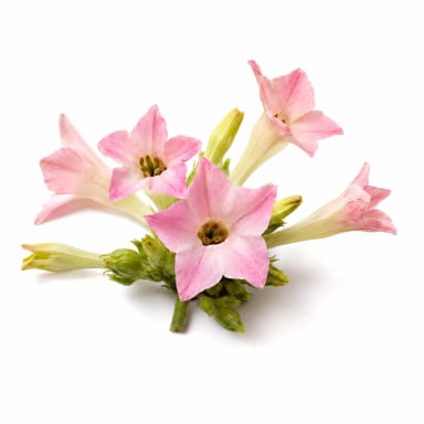 Tobacco Blossom note