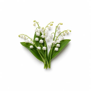 Lily of the Valley note