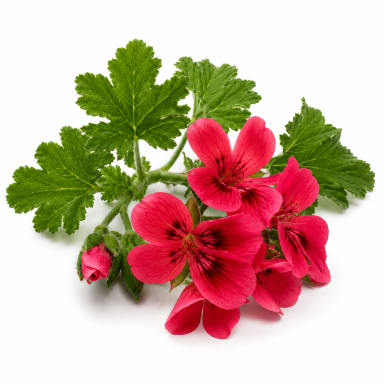 Geranium note