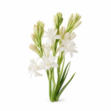 Tuberose note