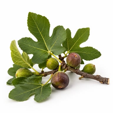 Fig Tree note