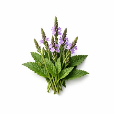 Vervain note