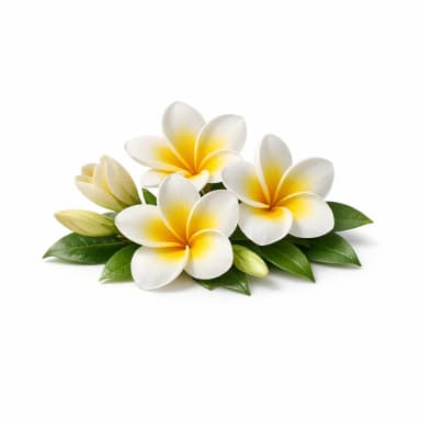 Frangipani note