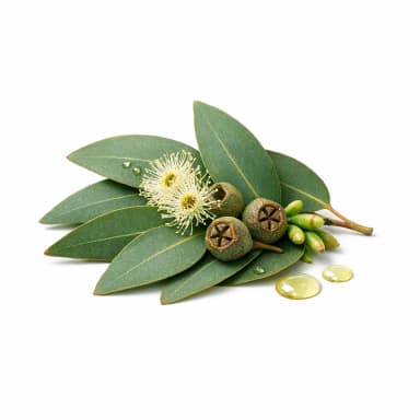 Eucalyptus note