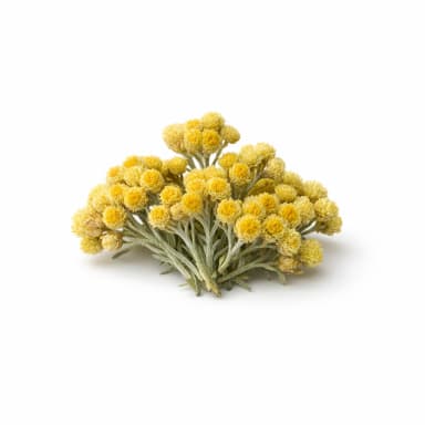 Immortelle note