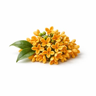 Chinese Osmanthus note