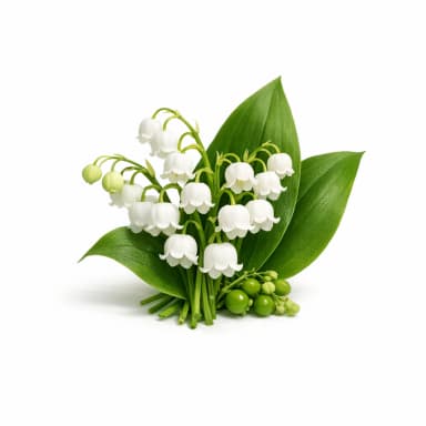 Lily-of-the-Valley note