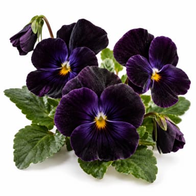 Black Violet note