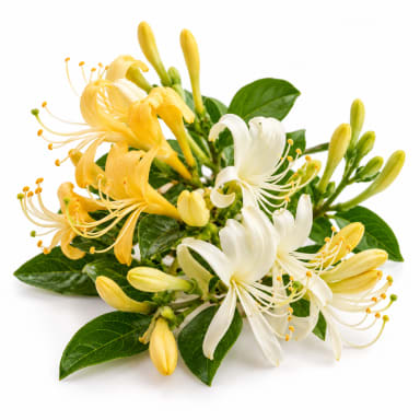 Honeysuckle note