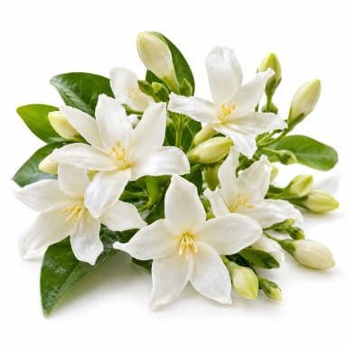 Water Jasmine note
