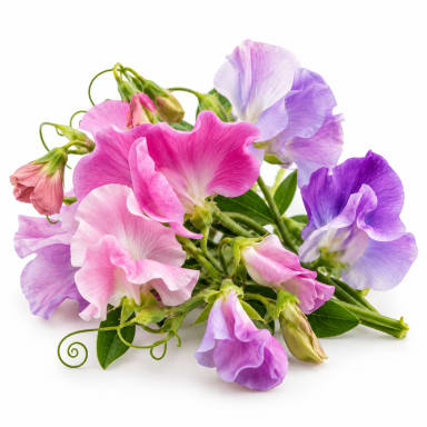 Sweet Pea note