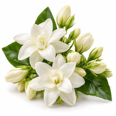 Egyptian Jasmine note