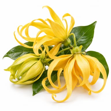 Ylang Ylang note