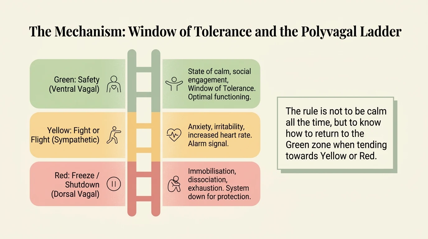 The Polyvagal Ladder: three autonomic nervous system states and their connection to neurodivergent burnout