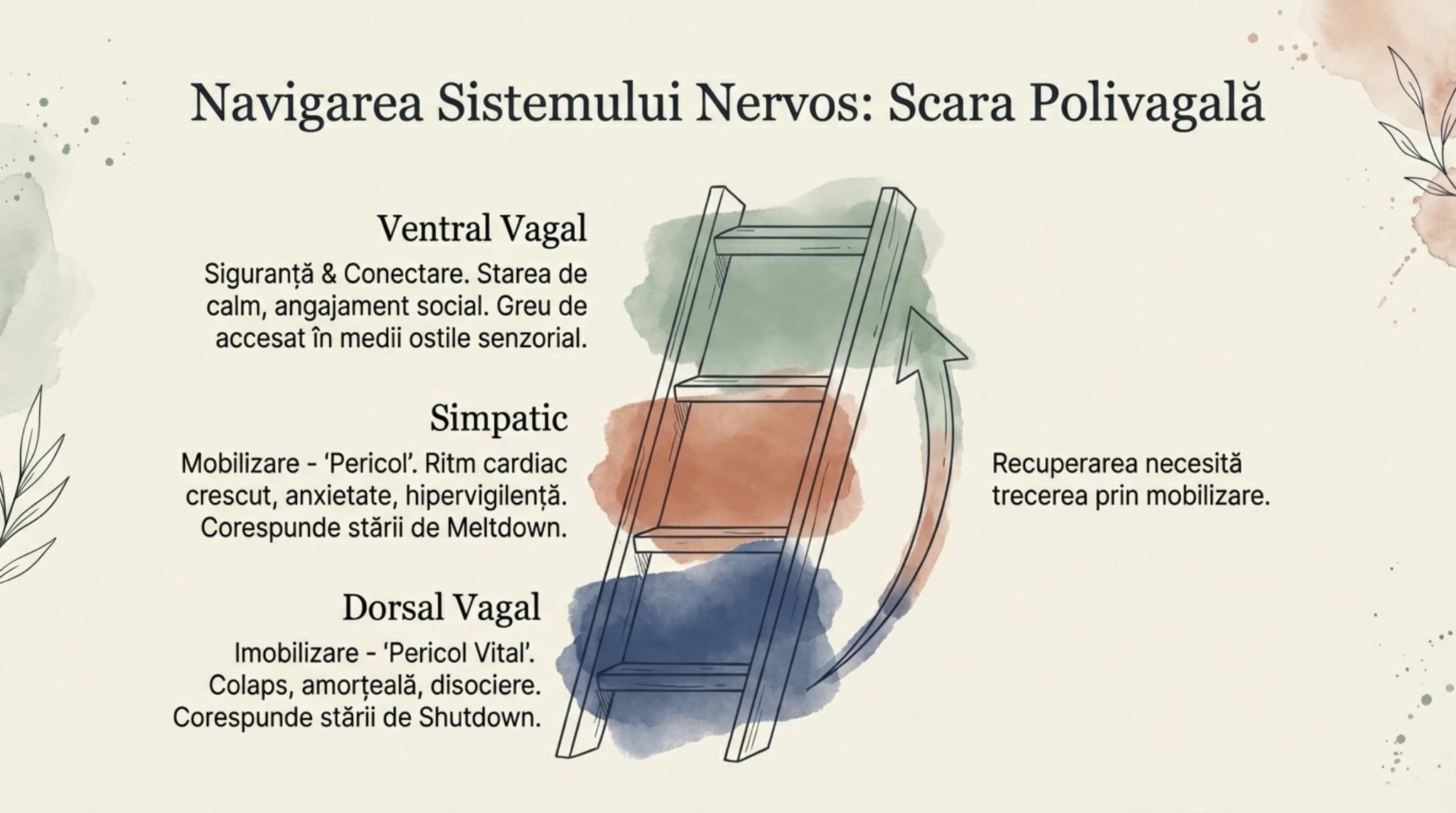 Polyvagal Ladder ilustrand cele trei zone ale sistemului nervos autonom si conexiunea lor cu burnout-ul