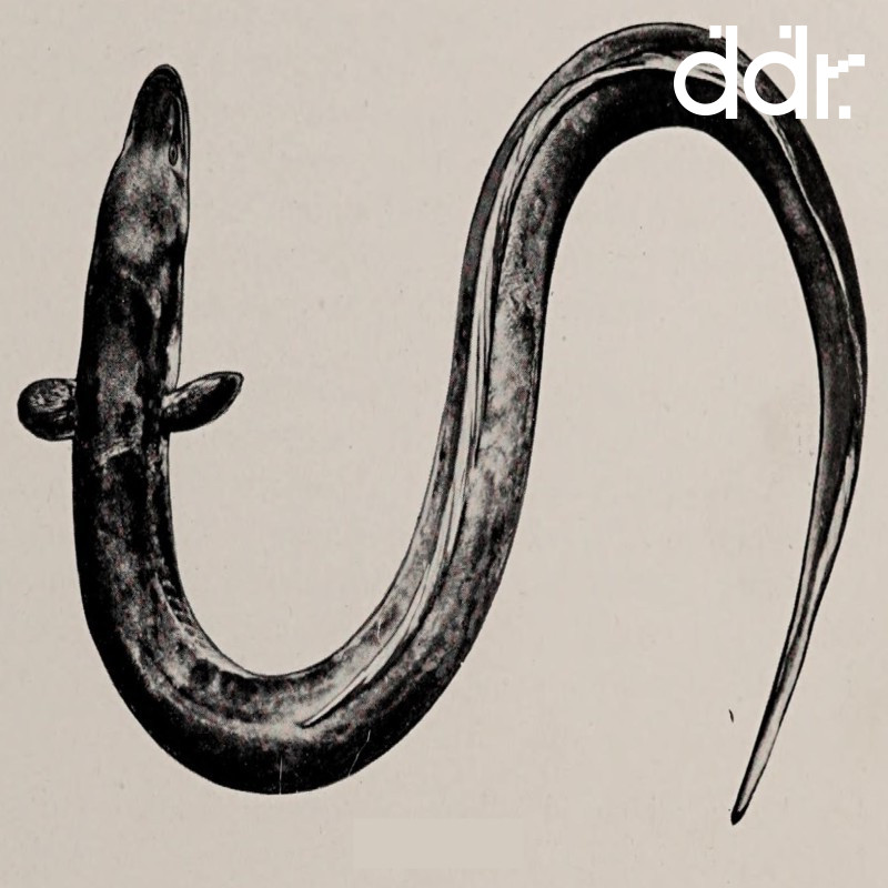 Eel Music w/ Lee Eel Dublin Digital Radio