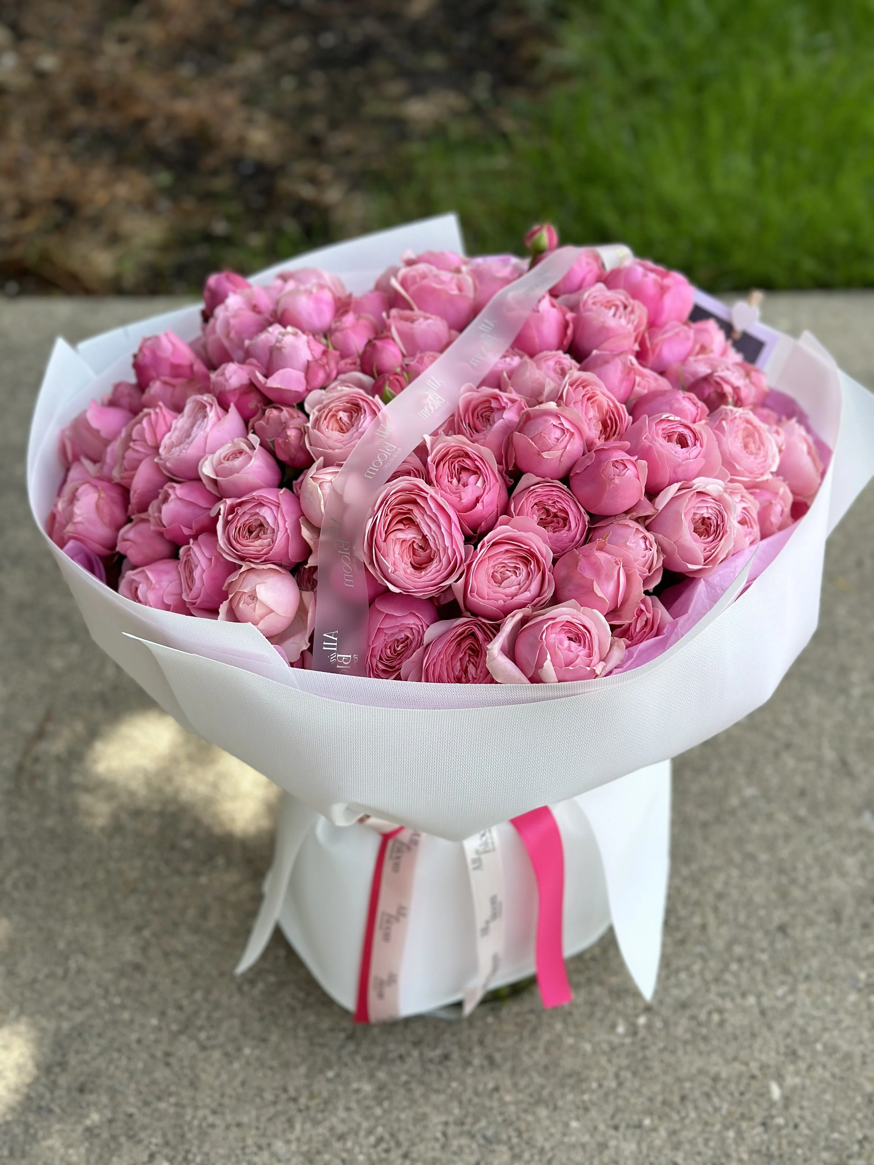 Pink garden spray roses Silvia