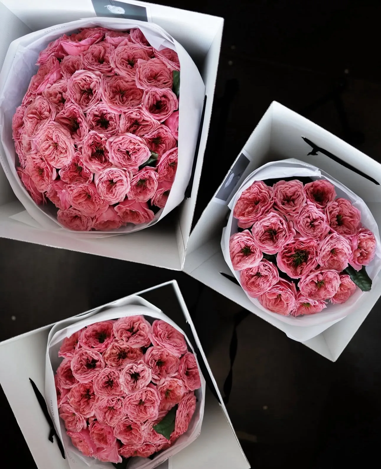 25 Pink X-Pression Garden Roses