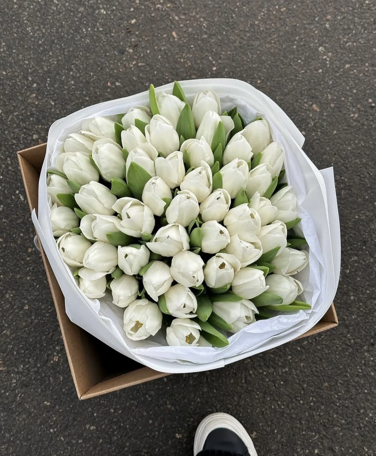50 Pure White Tulip Cloud