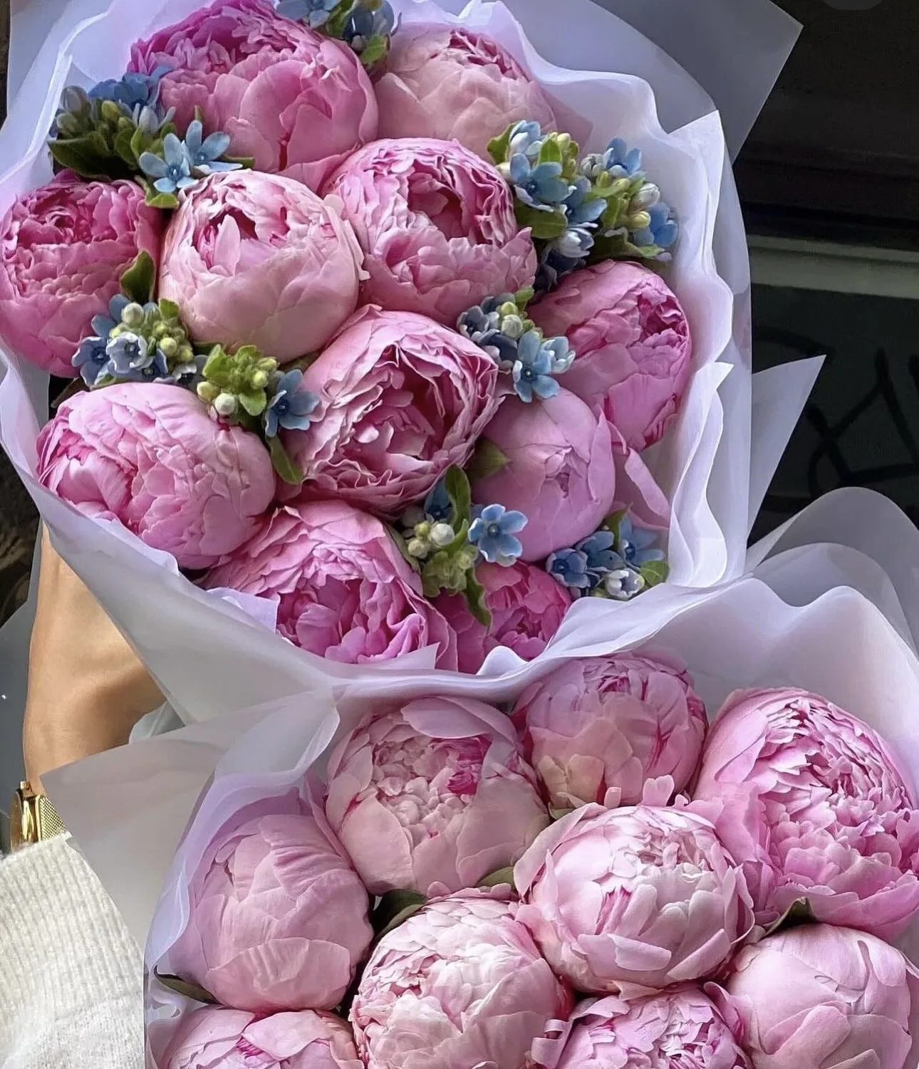 Blush Peony Dream