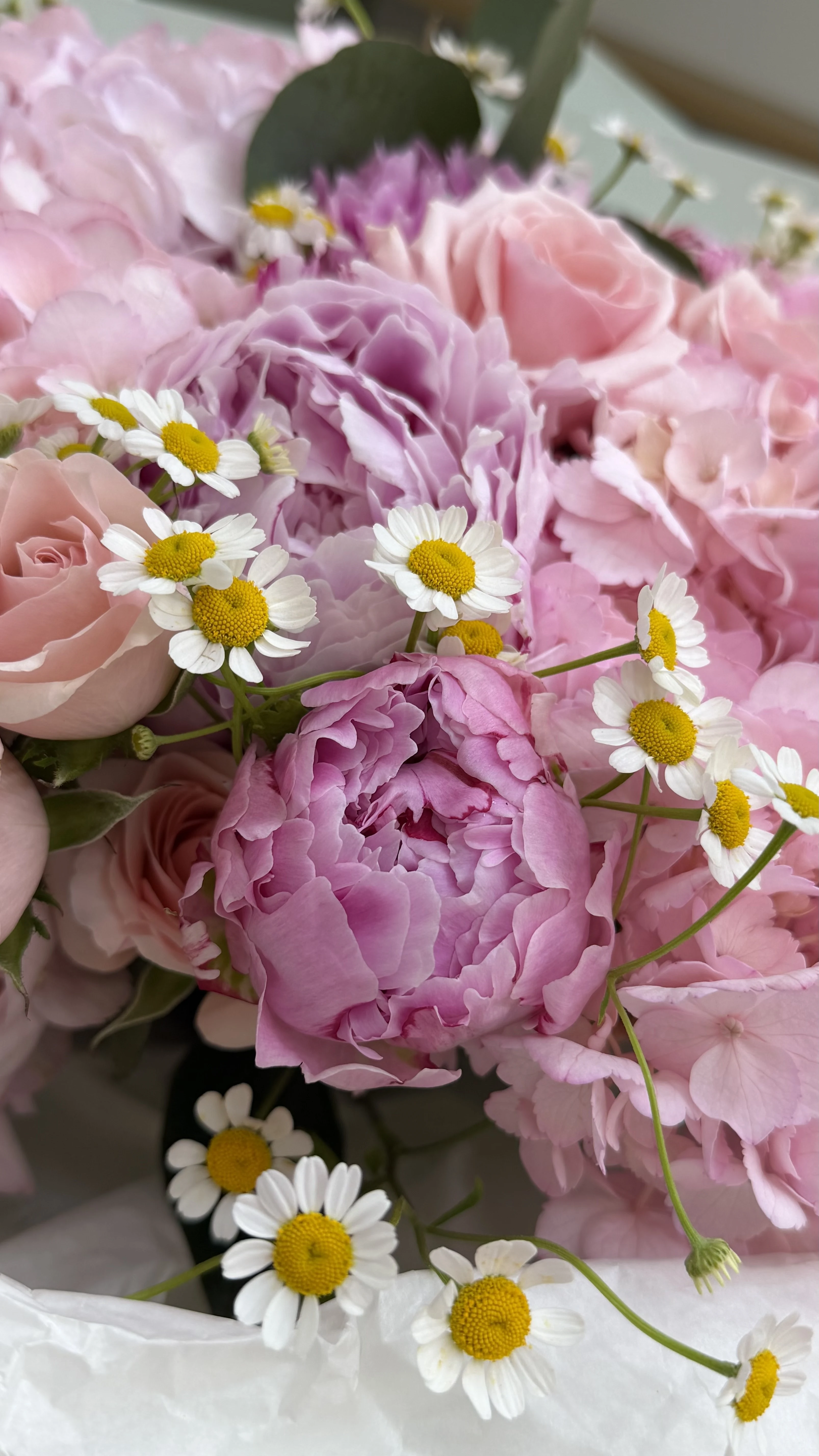 Pink Meadow