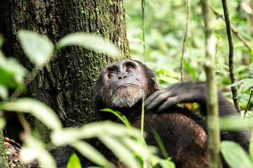 10 Days Gorillas & Chimps Safari