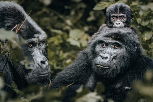 Mountain Gorillas of Uganda