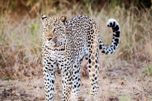 7-Day Uganda Safari