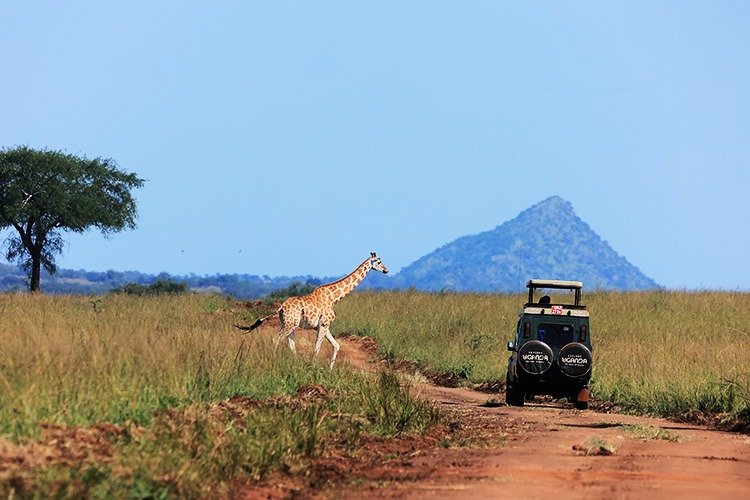 Uganda safari