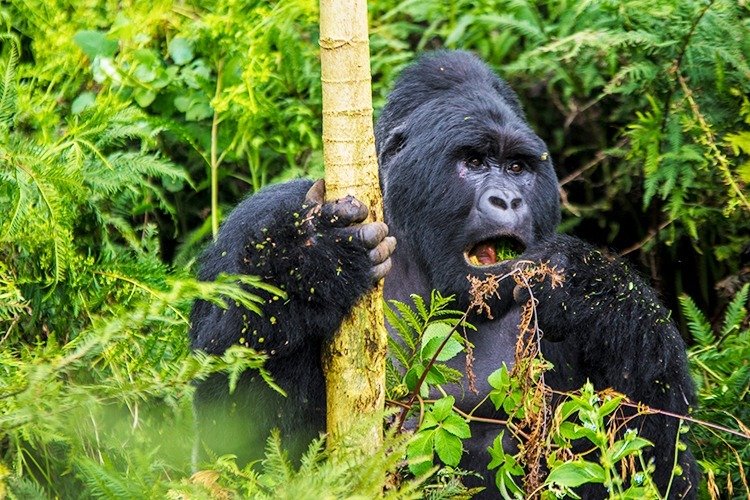 Destination Uganda: A Glimpse into Our Conservation Story
