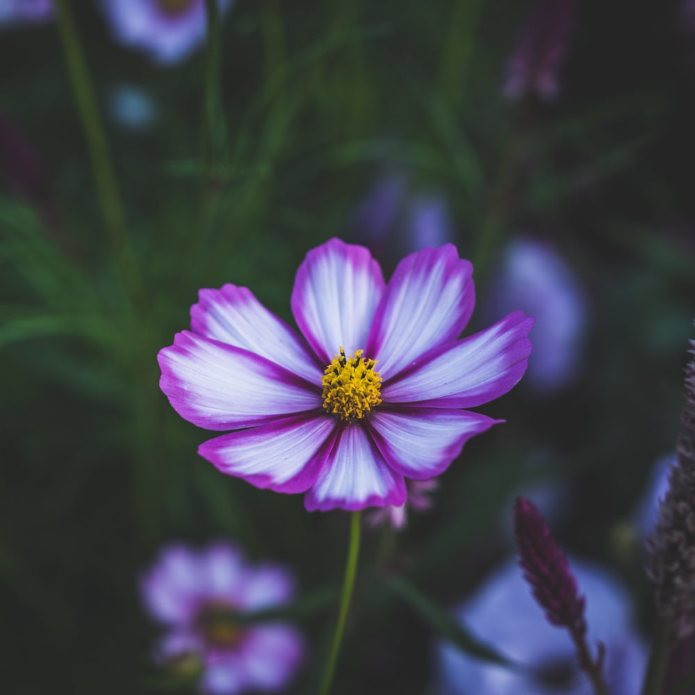 Pink and white flower