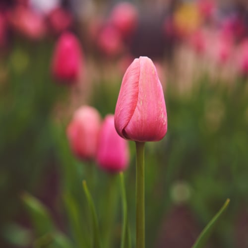 Tulips