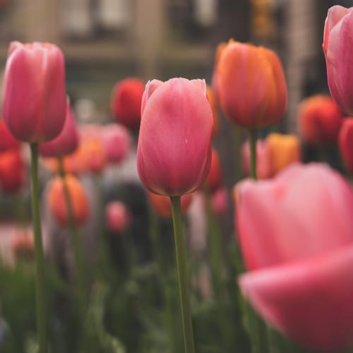 Tulips