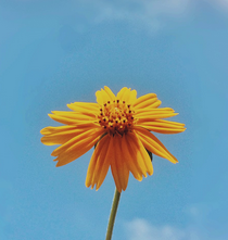 একজন গল্প পাঠিকা