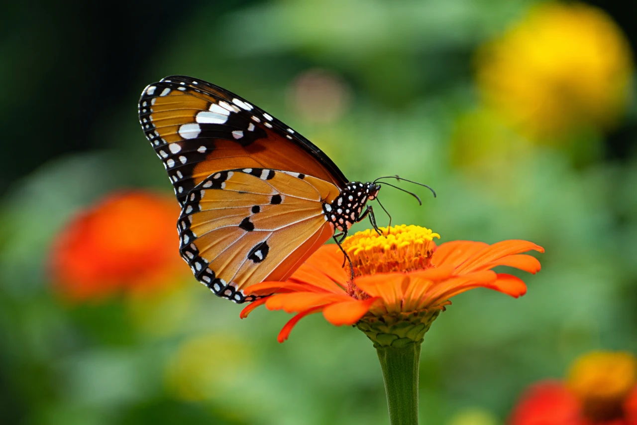প্রজাপতি বিষয়ক সকল তথ্য