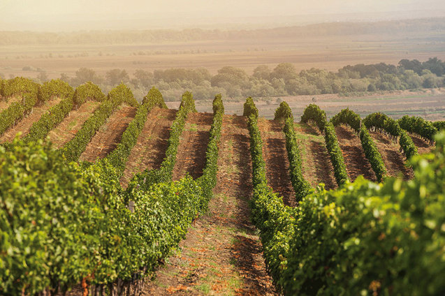 Purcari Wineries