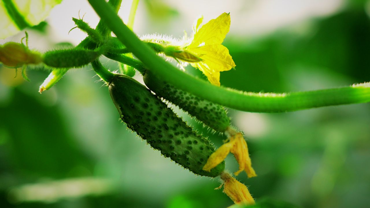 agrointel.ro