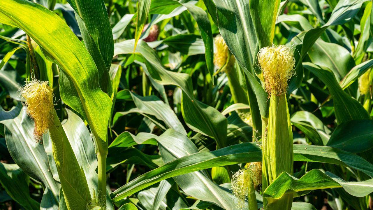 agrointel.ro